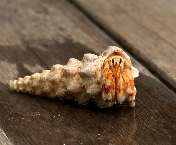 Caranguejo eremita em sua concha — Fotografia de Stock