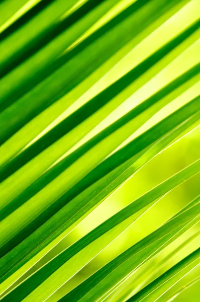 Stock image Fresh Green Background