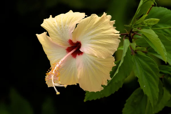 stock image Light Yellow Hibiscus