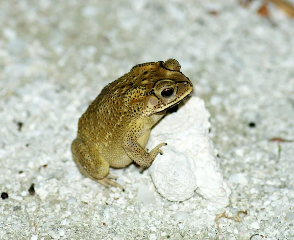 황금 개구리 — 스톡 사진
