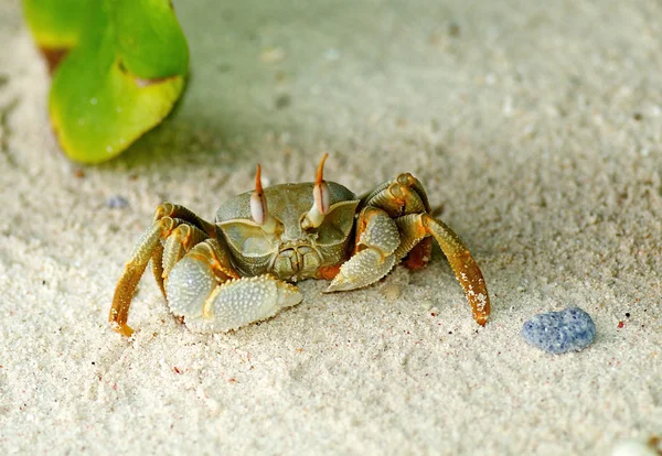 Large Sand Crab looking up — Stock fotografie