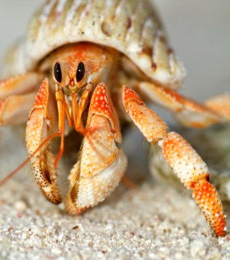 Beautiful hermit crab in his shell close up clipart