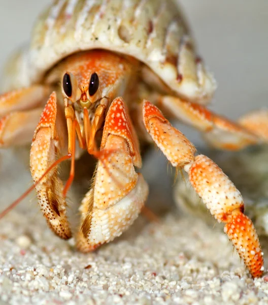 Belo caranguejo eremita em sua concha de perto — Fotografia de Stock