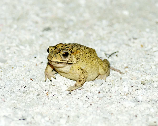 Złota żaba na piasku — Zdjęcie stockowe