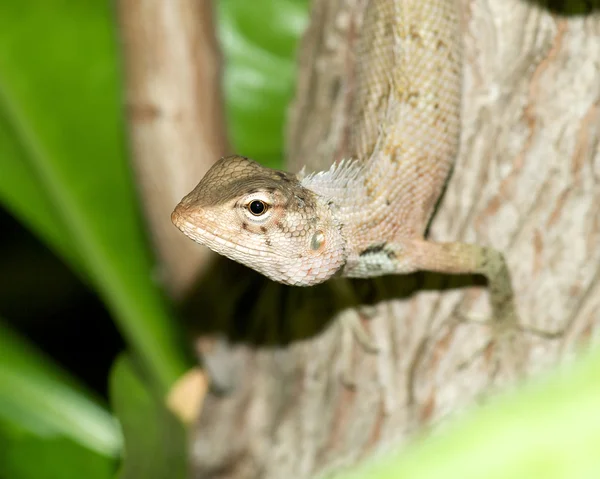 Eidechse — Stockfoto