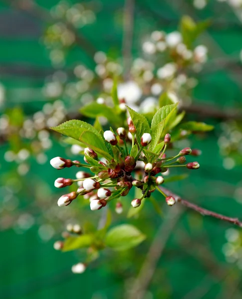 Kiraz ağacı çiçek tomurcuğu — Stok fotoğraf