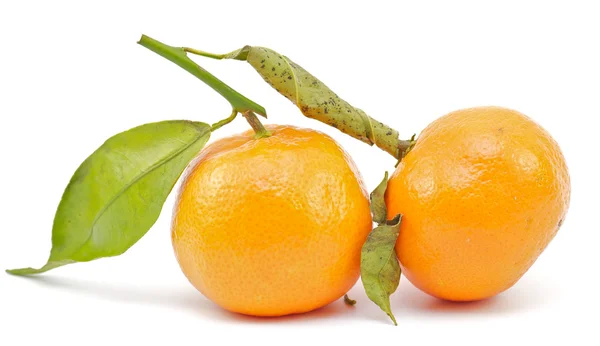 柑橙 — 图库照片