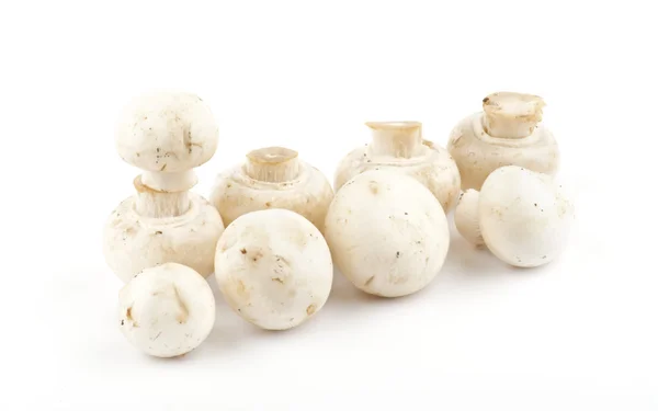 Cogumelo Champignon branco — Fotografia de Stock