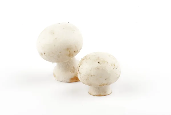 Weißer Champignon-Pilz — Stockfoto