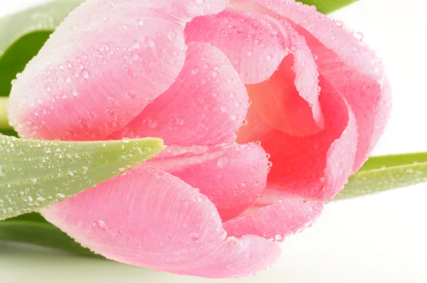 새싹의 봄 핑크 튤립을 닫습니다. — 스톡 사진