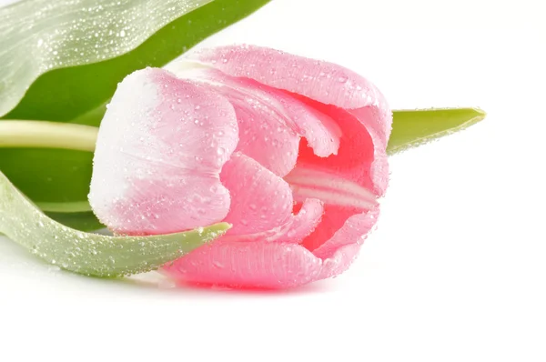Bud av våren rosa tulpaner — Stockfoto