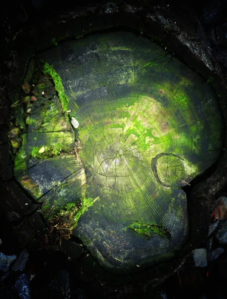 森林树桩 — 图库照片