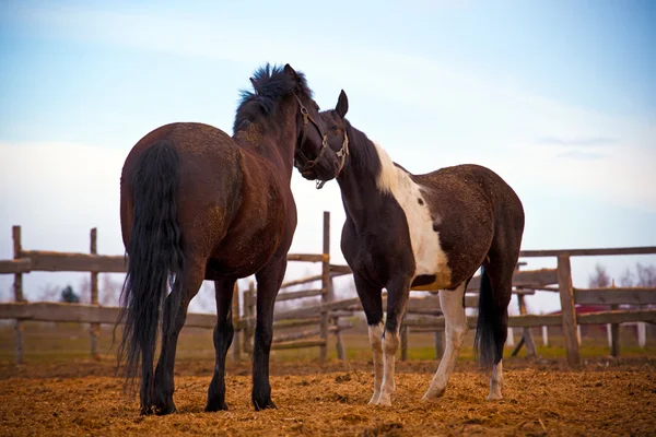 Konie na farmie — Zdjęcie stockowe