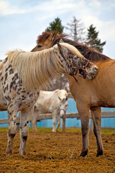 Pferde auf einem Bauernhof — Stockfoto
