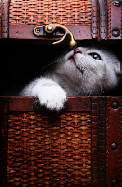 Gatito en caja —  Fotos de Stock