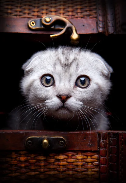 Котенок в коробке — стоковое фото