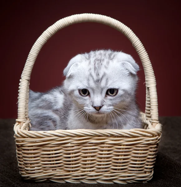 ลูกแมวในหัว — ภาพถ่ายสต็อก