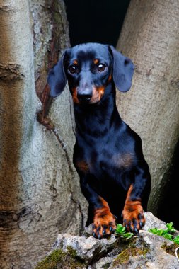 Dachshund Bahçe