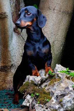 Dachshund Bahçe