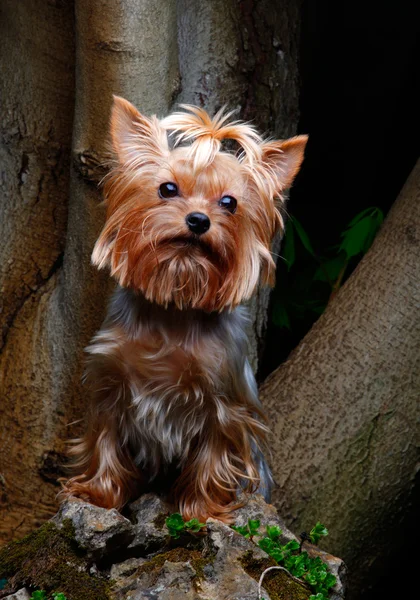 Yorkshire terrier in a garden — Stock Photo, Image