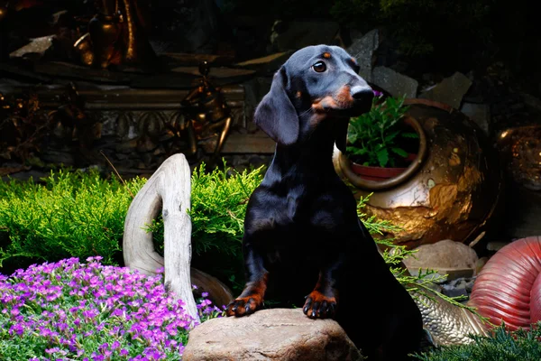 Είδος γερμανικού κυνηγετικού σκύλου σε έναν κήπο — Φωτογραφία Αρχείου