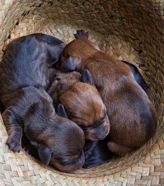 stock image Puppies