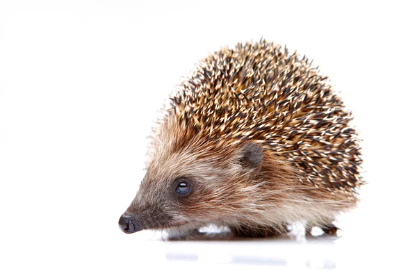 Igel — Stockfoto