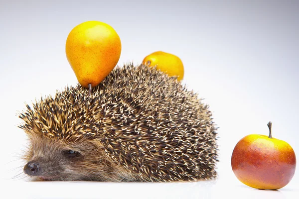 Hedgehog with fruits — Stock Photo, Image