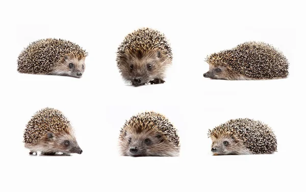 Stock image Hedgehog