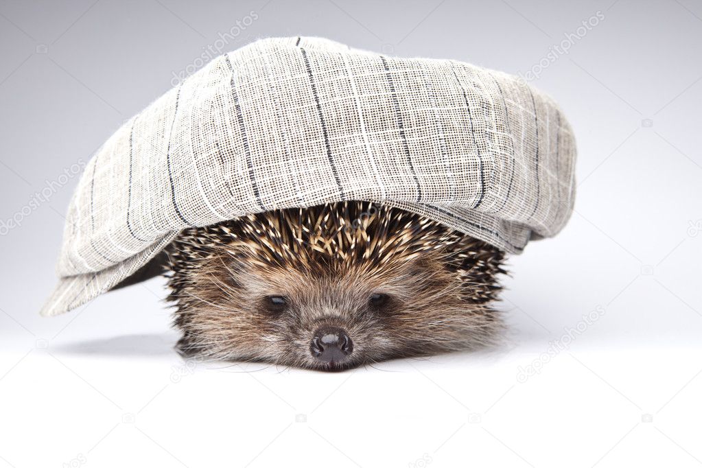 Hedgehog with hat