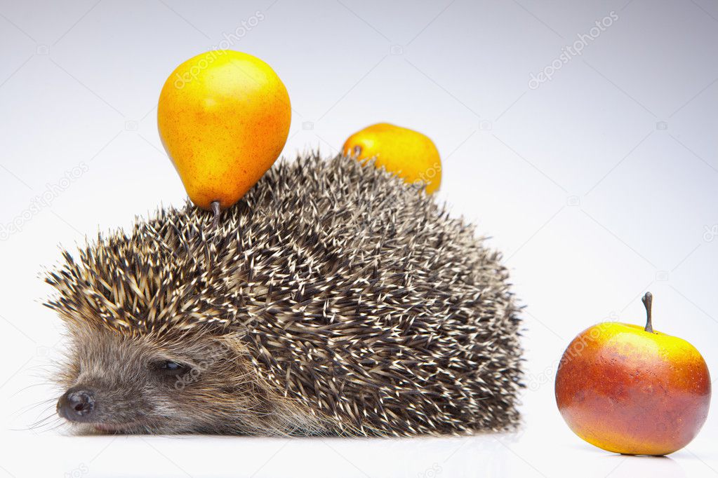 Hedgehog with fruits