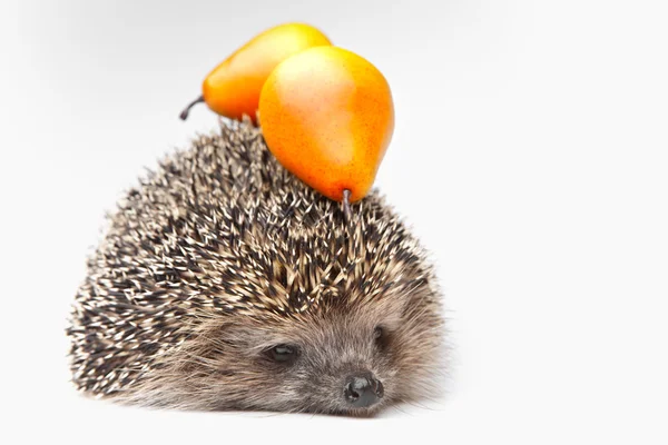 Hedgehog with fruits — Stock Photo, Image