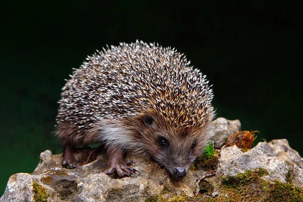 Igel auf einem Stein — Stockfoto