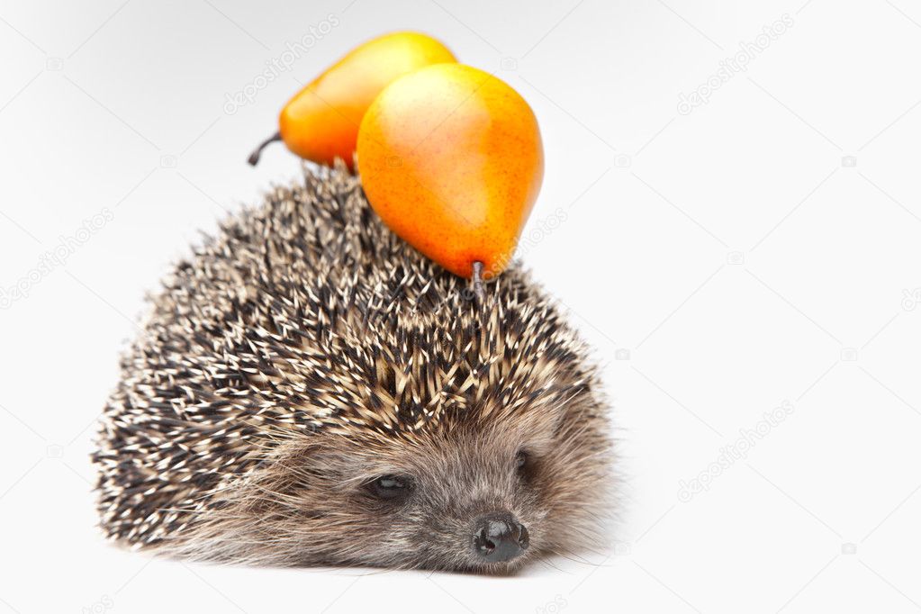 Hedgehog with fruits