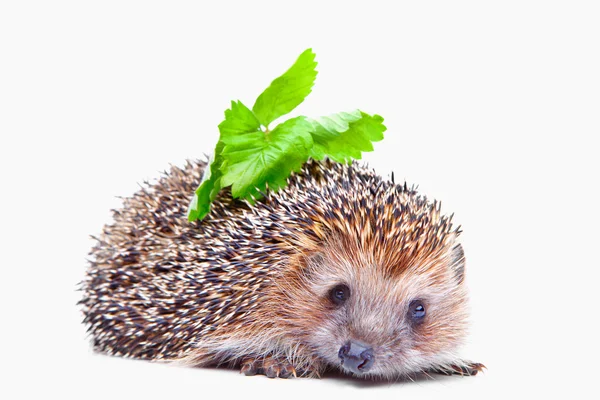 Hedgehog with a leaf — Stock Photo, Image