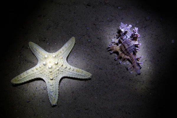Naturaleza muerta del mar —  Fotos de Stock