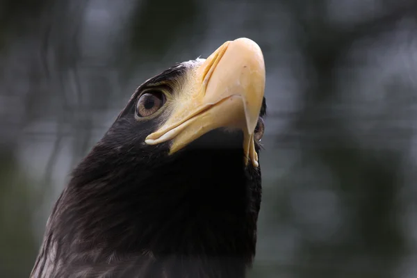 Eagle eye — Stock Photo, Image