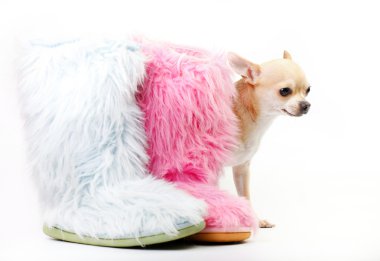 Chihuahua and Uggs clipart