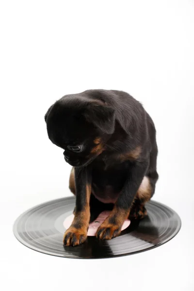 Dog with a vinyl record — Stock Photo, Image