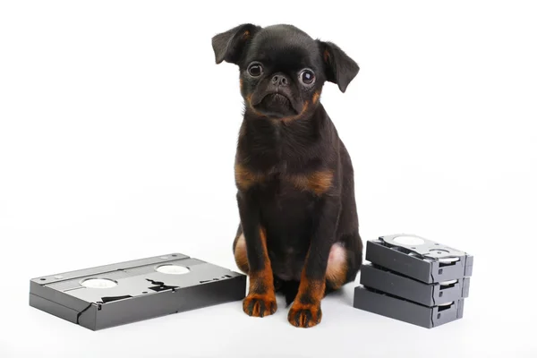 Hund med kassett vhs — Stockfoto