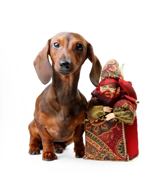 Cão com brinquedo de Natal — Fotografia de Stock
