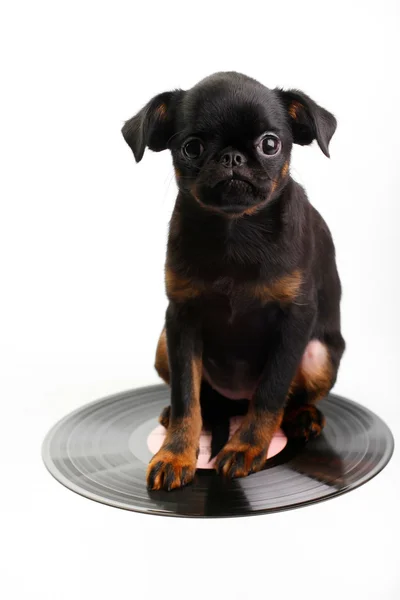 Perro con un disco de vinilo — Foto de Stock