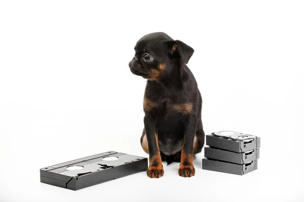 Собака с кассетой — стоковое фото