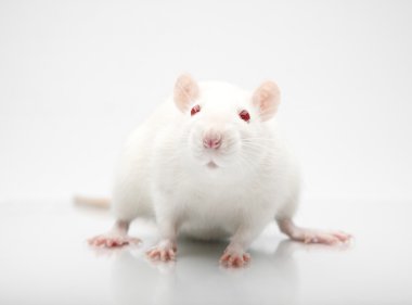 Rat albinos clipart