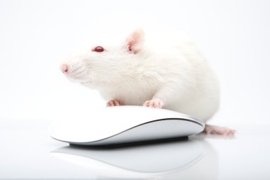 Rat and mouse clipart