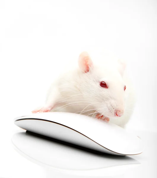 Rato e ratinho — Fotografia de Stock