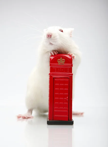 Крыса с телефоном — стоковое фото