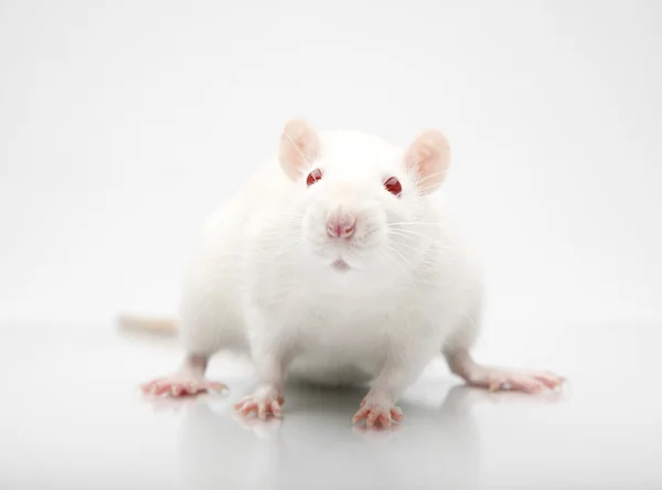 Szczur albinos — Zdjęcie stockowe