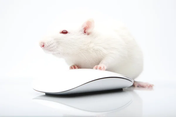 Rat and mouse — Zdjęcie stockowe