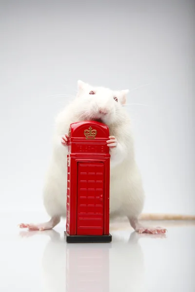 Rat avec téléphone — Photo
